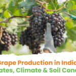 Grape Production in India: Top States, Climate & Soil Conditions