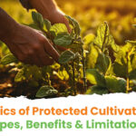 Basics of Protected Cultivation: Types, Benefits & Limitations